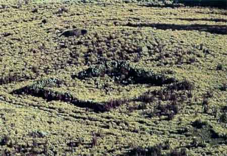 Casi cubierto por la vegetación alpina el tetzacualco del sitio arqueológico El Solitario
