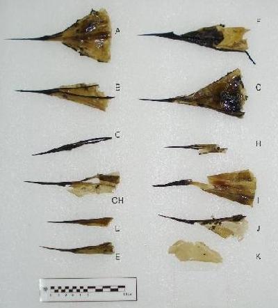 Espinas apicales de maguey utilizadas en rituales prehispánicos
